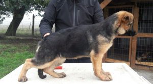 dwarf german shepherd dog