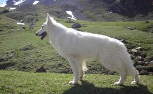 white german shepherd breed