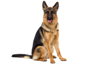 German Shepherd Dog Breeds Health, Care & Food