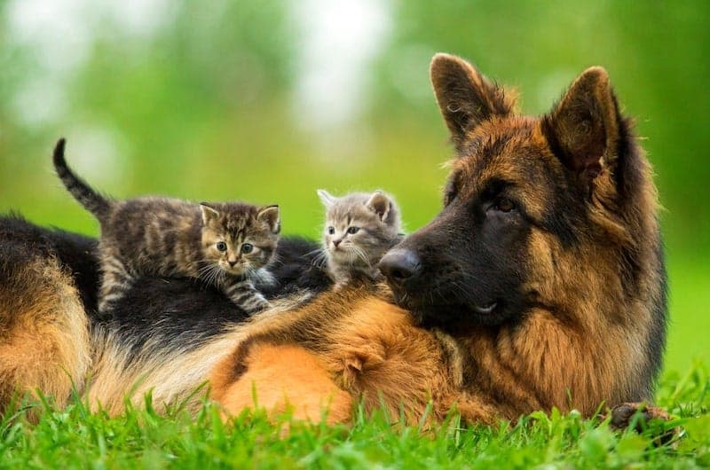Are German Shepherds Good With Cats