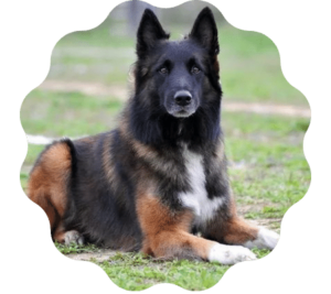 Belgian Shepherd