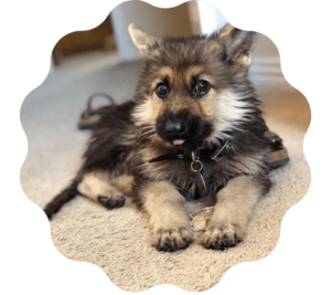 Dwarf German Shepherd