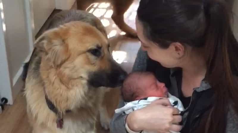 How to Introduce Baby To A German Shepherd Dog