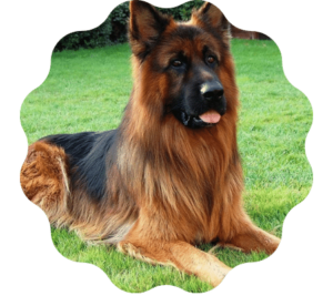 Long Haired German Shepherd