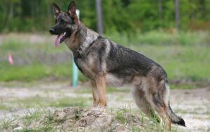 Sable German Shepherd Colours, Character, Care & Size