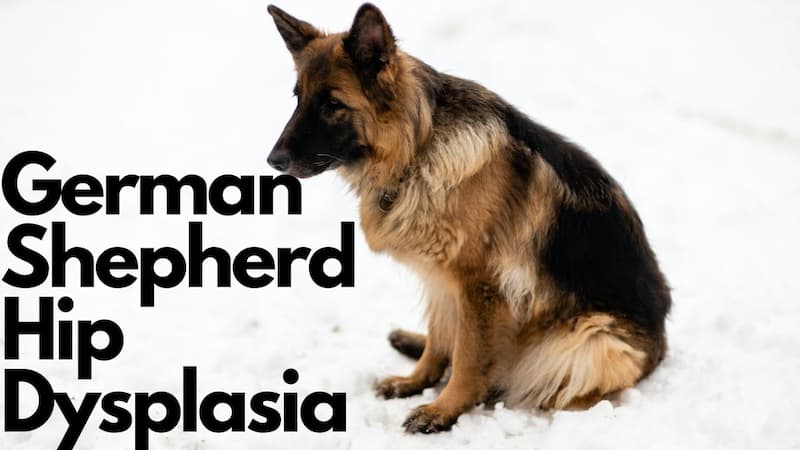 german shepherd hip dysplasia