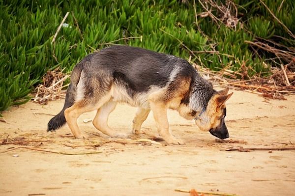 German shepherd diseases