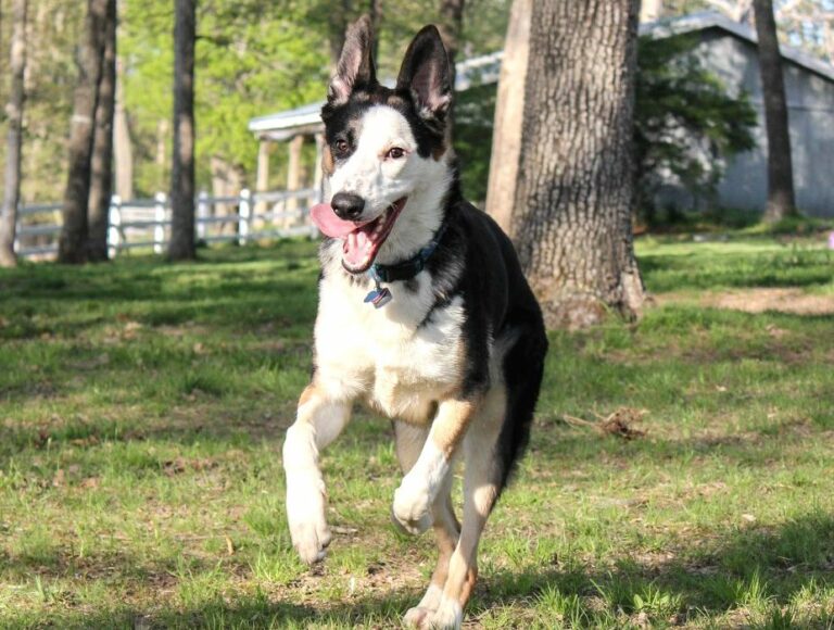 Panda German Shepherd Characteristics, Color, Size