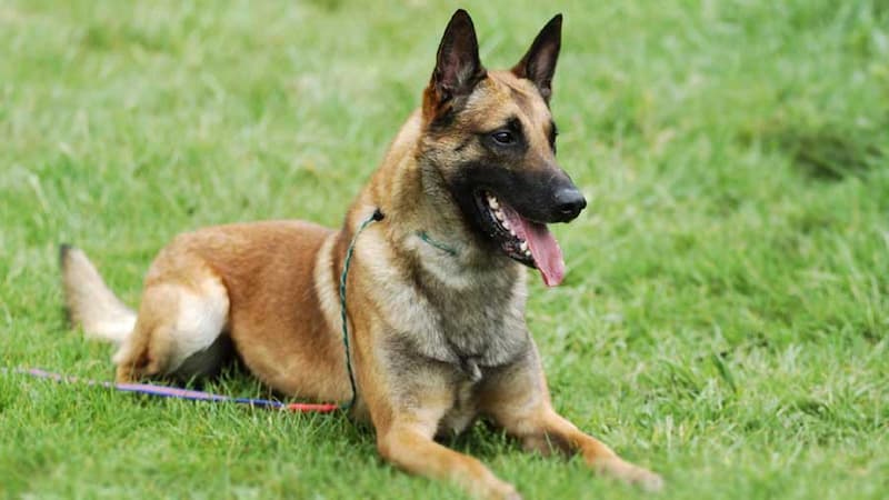 which dog is similar to german shepherd