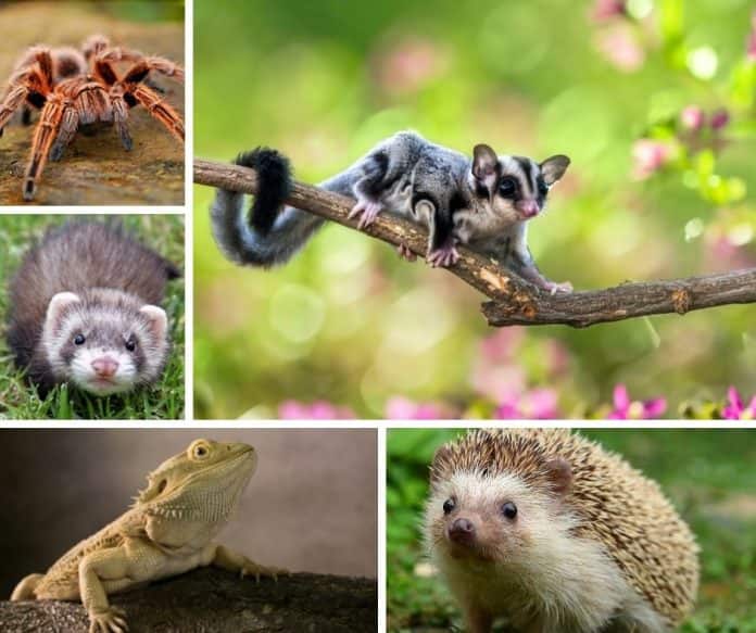 Best Exotic Pets for Apartment Living