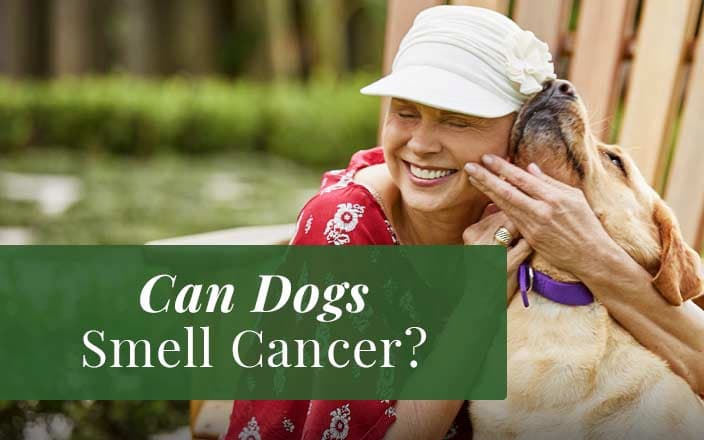 Can Dogs Smell Cancer