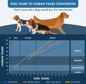 Dogs Years to Human Years Calculator