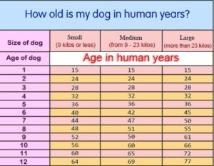 Dogs Years To Human Years Calculator