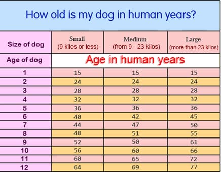 Dogs Years to Human Years Calculator
