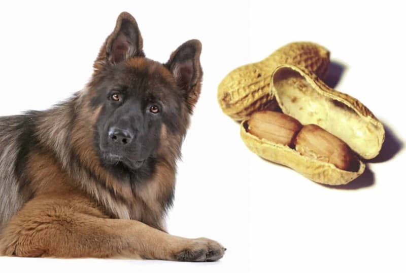 Benefits of Peanut Butter For German Shepherds
