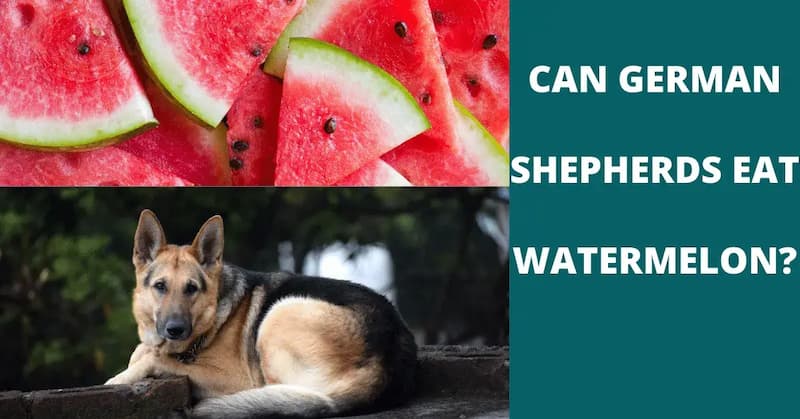 Can German Shepherd Eat Watermelon