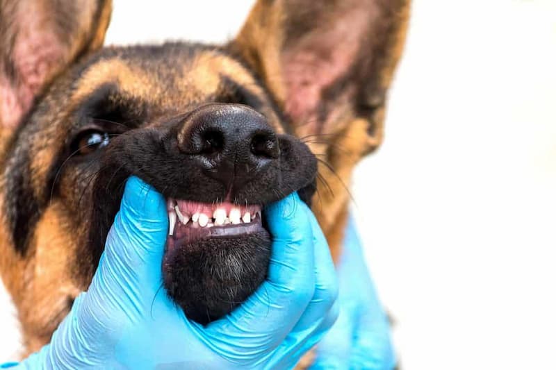 German Shepherd Dog Gum and Dental Care
