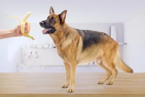 can german shepherd eat banana
