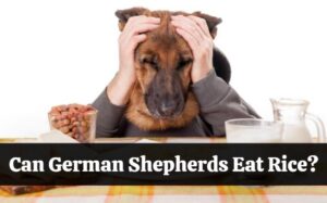 can german shepherd eat rice