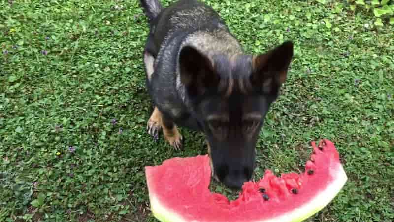 german shepherd eat watermelon