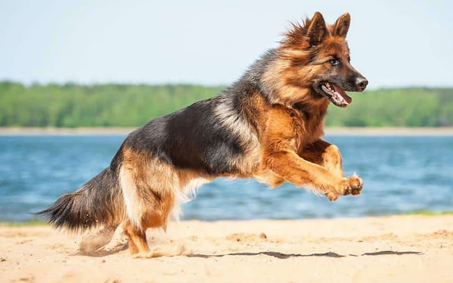  how much does a german shepherd cost per month