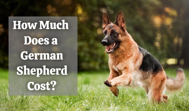 how much does a german shepherd cost