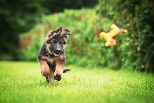 how much does a german shepherd puppy cost