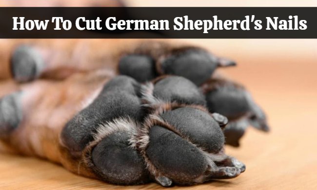 how to cut german shepherd nails