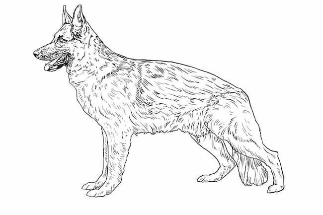 how to draw a german shepherd dog