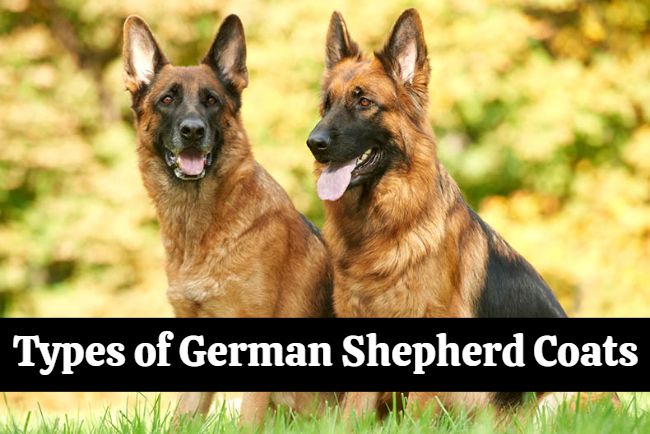 types of german shepherd coats