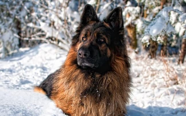  what temperature is too cold for a german shepherd