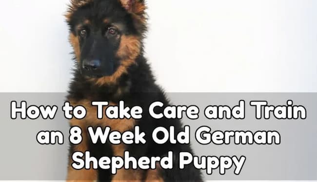 8 week old german shepherd