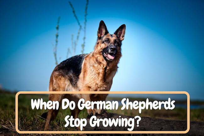 When Do German Shepherds Stop Growing