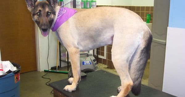  can you shave a german shepherd dog