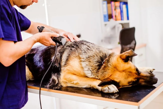 can you shave a german shepherd