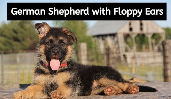german shepherd with floppy ears