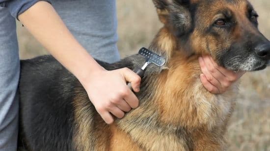 how to brush a german shepherd coat