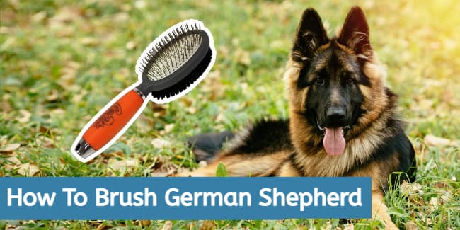 how to brush a german shepherd