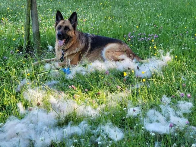 how to control a german shepherd shedding