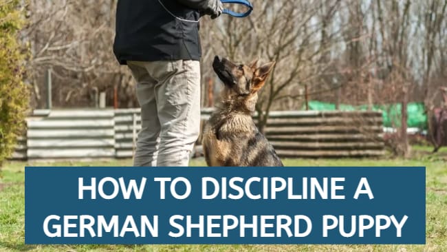 how to discipline a german shepherd puppy