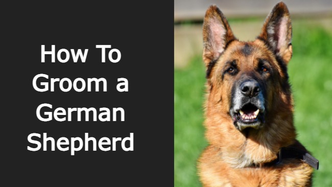 how to groom a german shepherd
