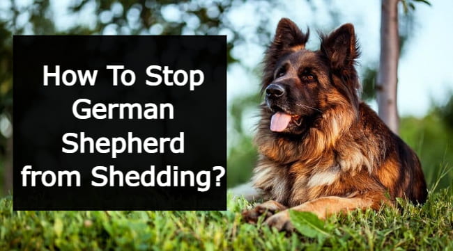 how to stop german shepherd from shedding