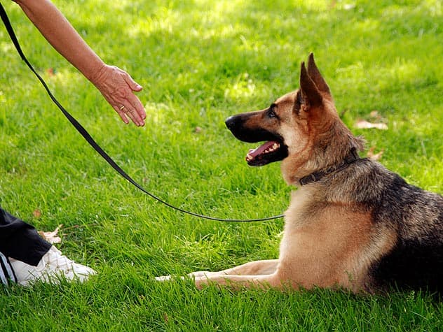 train a german shepherd to come when called