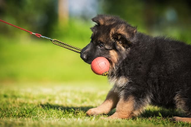 training a german shepherd puppy
