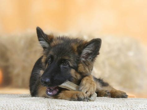  what are the best treats for german shepherds