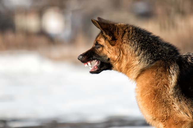 what to do when my german shepherd is becoming aggressive towards me