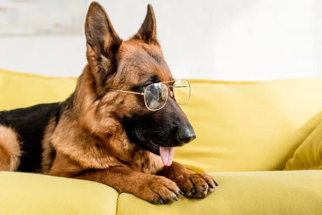 How to Keep German Shepherd Busy While at Work