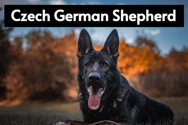 czech german shepherd