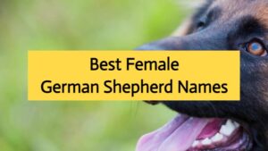 female german shepherd names