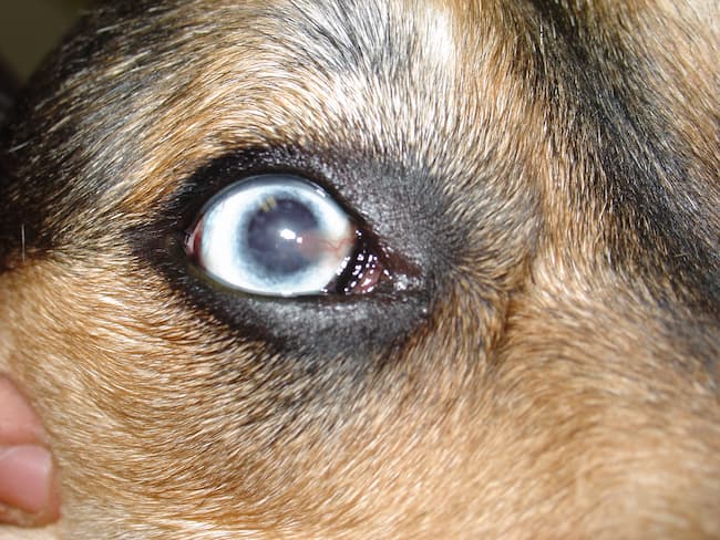 german shepherd eye disease